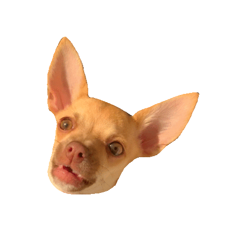 photo Chihuahua Barking Gif dog sticker for ios android giphy