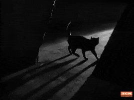 Black Cat Horror GIF by Turner Classic Movies