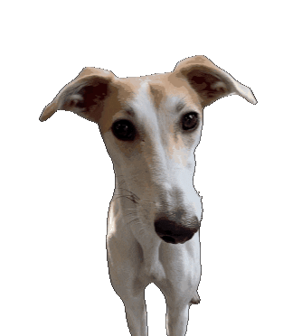Source: De Graafschap Dierenartsen