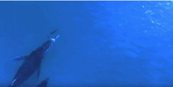 dolphin GIF