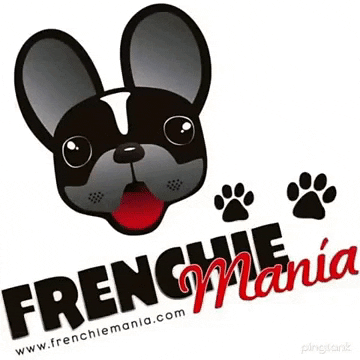 frenchiemania bulldog frenchie frenchbulldog frenchies GIF