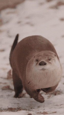 Otter GIF by Valley Zoo Development Society
