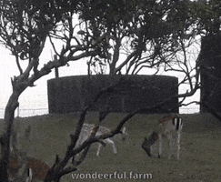 Dwarf Funny Animals GIF by Wondeerful farm