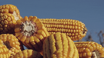 Corn Combine GIF by Channel Seed