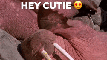 Wildlife gif. Walrus sunbathes, lying on its back on a rock among other walruses, waving its flipper. Text, "Hey Cutie," with a heart-eyes emoji.