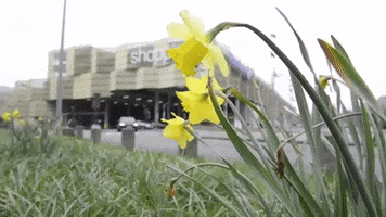 Shopping Spring GIF by Stad Genk