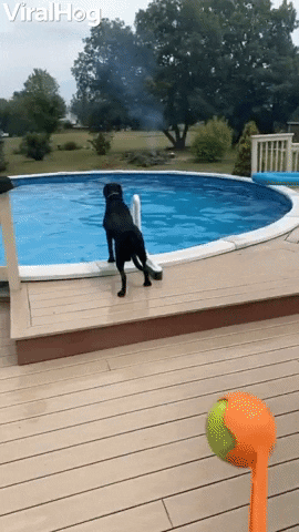 Playful Dog Gets Bopped By Ball GIF by ViralHog