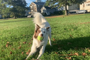 dockwa GIF