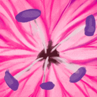 Water Flower GIF by Pürsu Ailesi