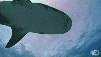 Discovery Channel Tiger Shark animated GIF