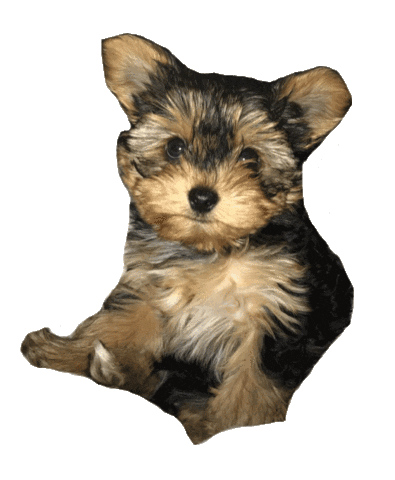 Yorkie Sticker by Pawmiscuous