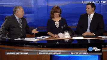 Rabbits Newsroom GIF