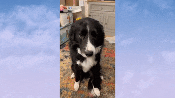 Border Collie GIF
