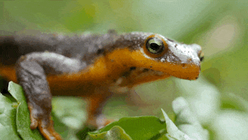 Lizard Pond GIF by PBS Digital Studios