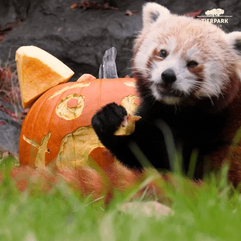 Red Panda Halloween GIF by Tierpark Berlin