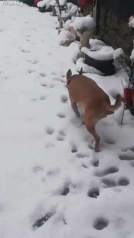 Video gif. Dog attempts to avoid the snow by walking on it’s front paws with it’s butt in the air.