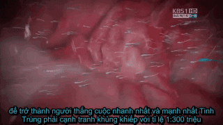 Trung GIF