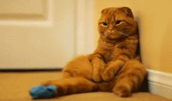 Cat Sitting GIFs - Get the best GIF on GIPHY
