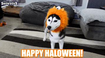 Trick Or Treat Halloween GIF by Gone to the Snow Dogs