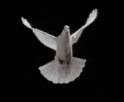  bird angel flying peace wings GIF