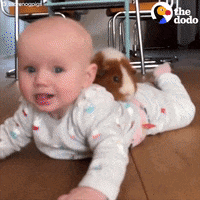 guinea pigs baby GIF by The Dodo