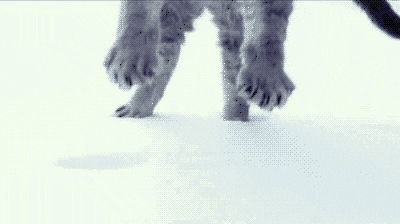 giphy.gif giphy.gif