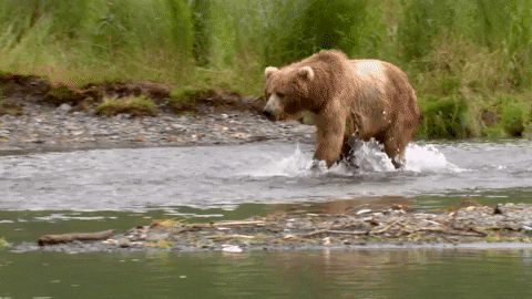 Weekend Bear GIF by BlackBearDiner - Find & Share on GIPHY