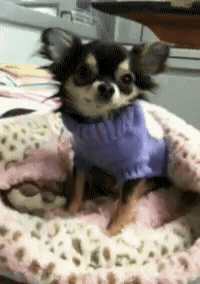 Cat Dog GIF