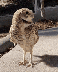 Hey-anime GIFs - Get the best GIF on GIPHY