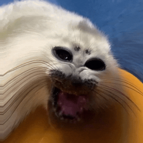 Anger Yell GIF