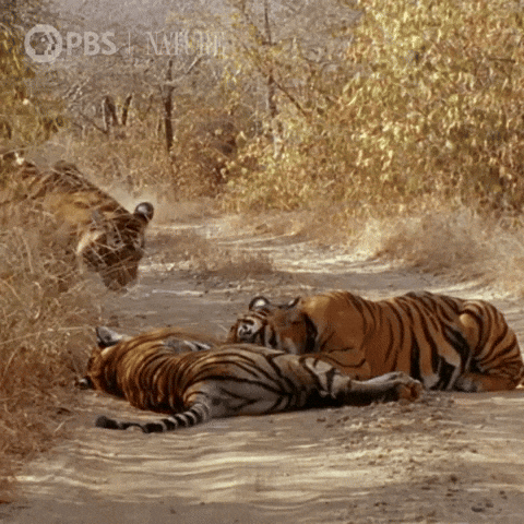Pbs Nature Family GIF by Nature on PBS