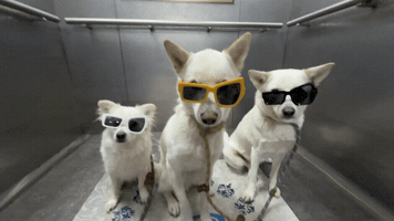 Dawg GIF