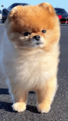 Hypercar Fluffy Dog GIF