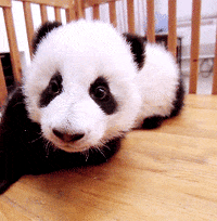 Baby Panda Gifs Get The Best Gif On Giphy Baby Panda Gifs Get The Best Gif On Giphy
