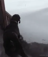 snow day GIF