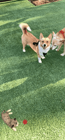 Dogs Ar GIF