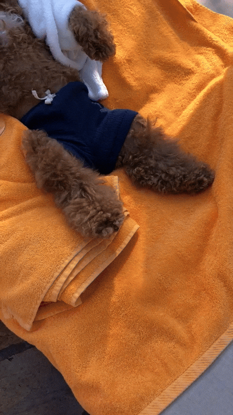 Gif s pudlem se slunečními brýlemi, v županu a trenkách, držícím sklenici vína a ležícím na lehátku.