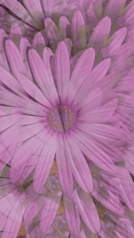 Margarita GIF