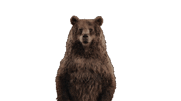 Winter Olympics Bear Sticker by PetroCanada