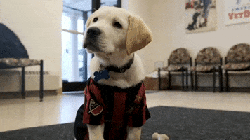 Dog Puppy GIF by Atlanta United
