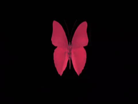 Fluttering-butterfly-wings-butterfly-heart GIFs - Get the best GIF on GIPHY