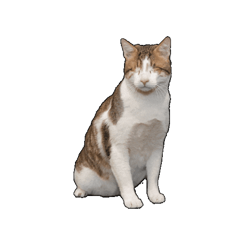 25Cats Sticker by Gray Hat Films