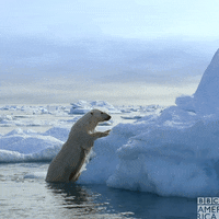 Explore Polar Bear GIF by BBC America