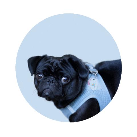 schlummerlicht24.de Sticker