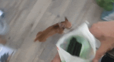 Chihuahua GIF