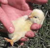 Baby Chicks