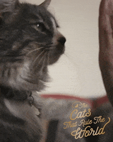 Cats Rule Adventure Cat GIF by Sheba Official