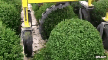 bush trimming GIF