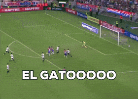 El Gato Lucero GIF