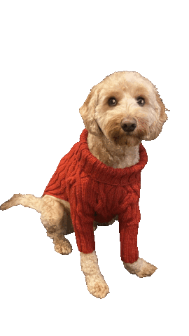 Golden Doodle Kebab Sticker by Bastian the Talking Terrier